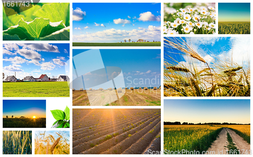 Image of Harvest concepts. Cereal collage