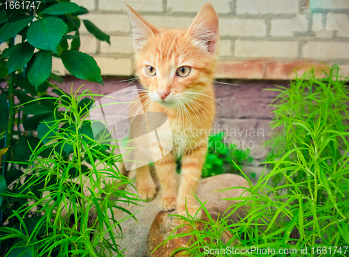 Image of A red kitten sitting on a stone.