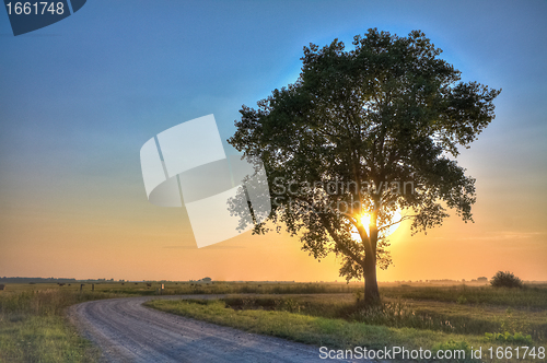 Image of dusty road with alone tree
