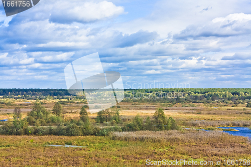 Image of gold meadow