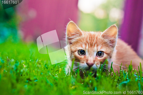 Image of Young kitten is hunting on green grass