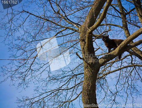 Image of Cat sitting on tree branch