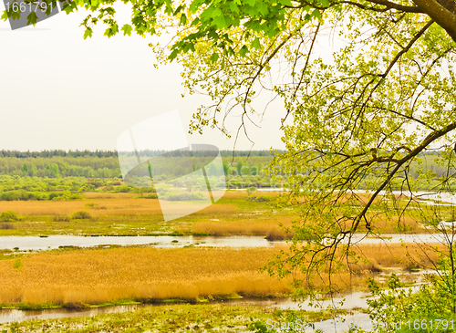 Image of Green leaves on the branches in the autumn forest.