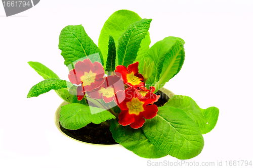 Image of Red flower, Primrose plant