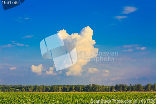 Image of Corn field