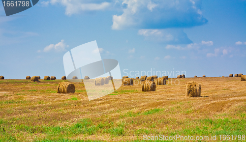 Image of Hay bale in a field under a blue sky