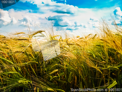 Image of Wheat 