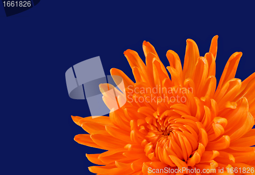 Image of Beautiful Orange Chrysanthemum on dark blue with selective focus