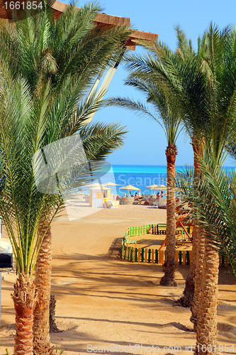 Image of palm trees and tropical beach