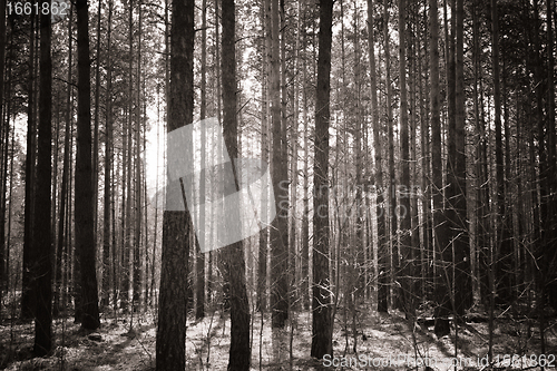 Image of Beautiful misty forest