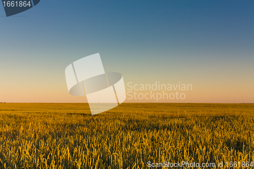 Image of Green barley ears