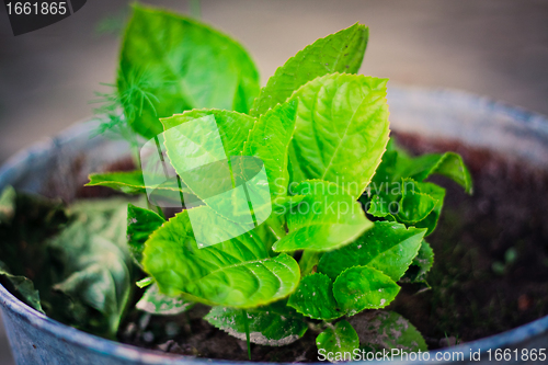 Image of Green leafes