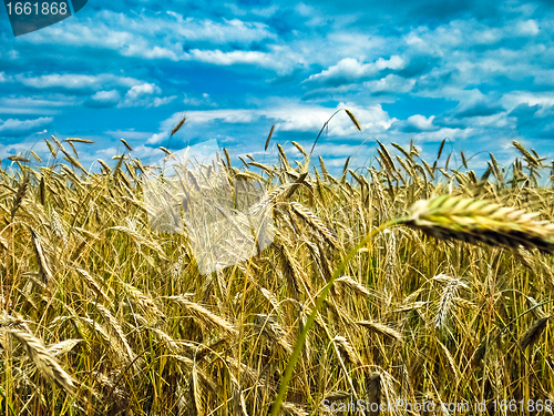 Image of Wheat 