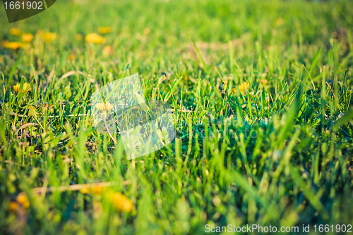 Image of Green grass