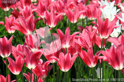 Image of beautiful tulips