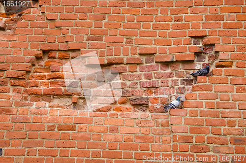 Image of pair of pigeons sitting on ancient red brick wall 