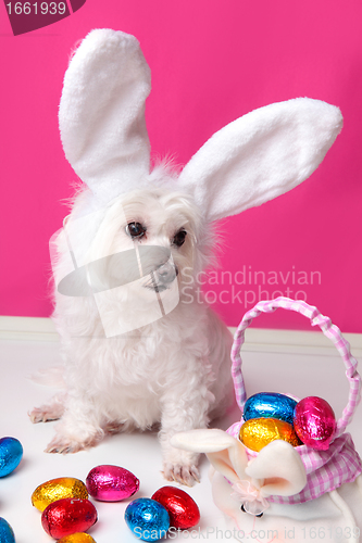 Image of Beautiful puppy with bunny ears and easter eggs