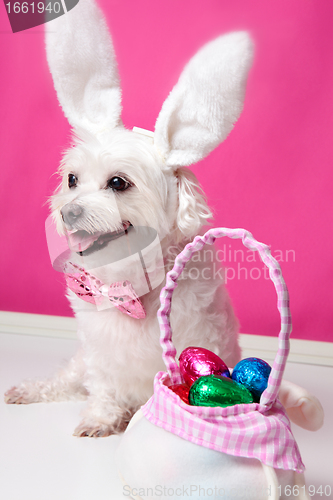 Image of Happy dog at easter 