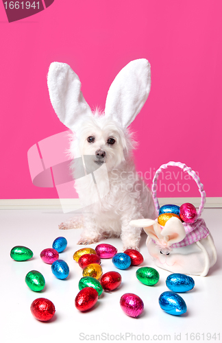 Image of Pretty dog with bunny ears and easter eggs