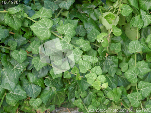 Image of Ivy picture