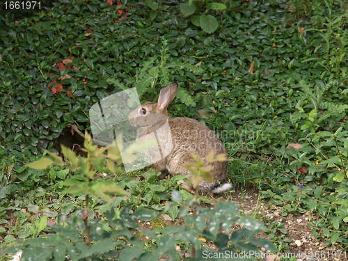 Image of Hare picture