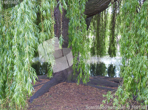 Image of Weeping Willow