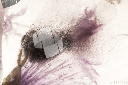 Image of Frozen flowers. blossoms in the ice cube