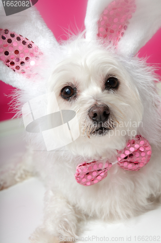 Image of Pretty fluffy white dog in fancy bunny costume 