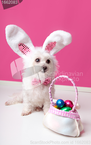 Image of Little dog with a bag of chocolate easter eggs