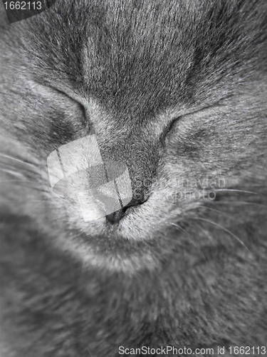 Image of Gray British cat is sleeping