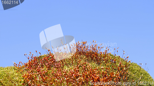 Image of Moss plants against blue sky