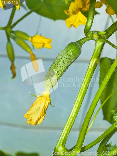 Image of Cucumbers flowering in greenhouse