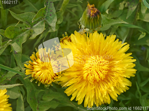 Image of Dandelion flowers in springtime