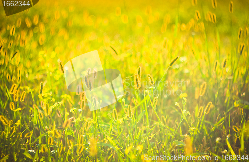 Image of Fresh grass on meadow