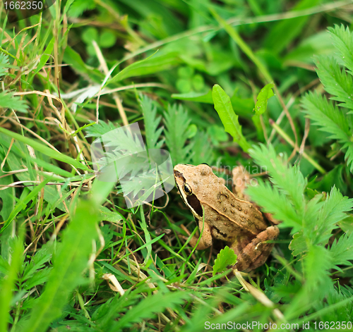 Image of Frog in grass