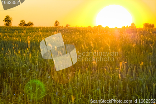 Image of Bright sunset over green field.