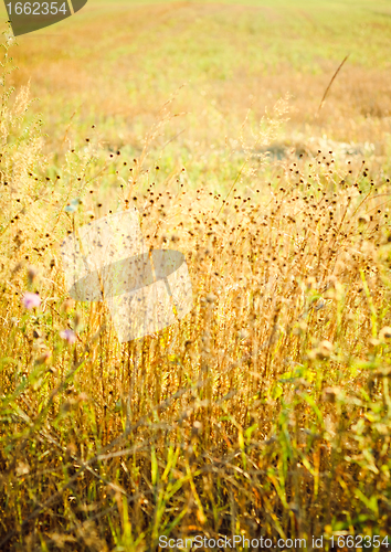 Image of light over field