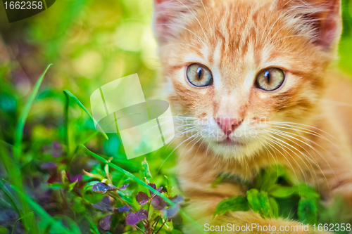 Image of Young kitten is hunting on green grass