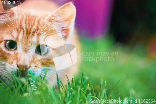 Image of Young kitten is hunting on green grass