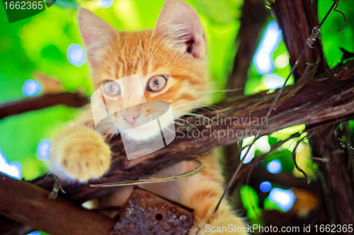Image of Young kitten sitting on branch