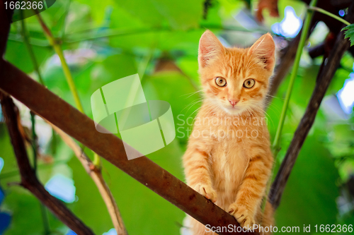 Image of Young kitten sitting on branch