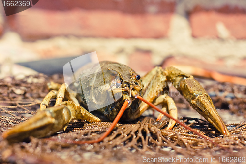 Image of The crawfish in fishing network