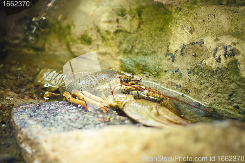 Image of The crawfish on a stone