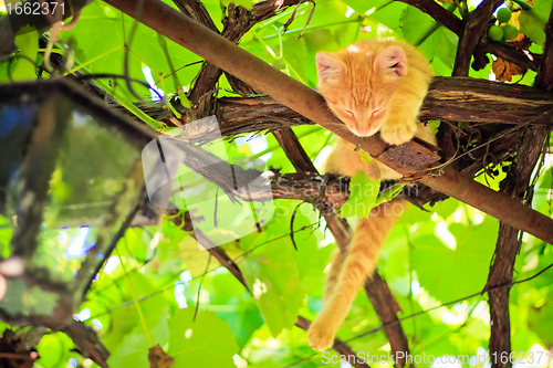 Image of Young kitten sitting on branch