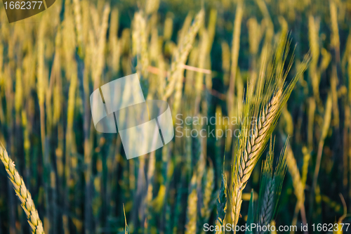 Image of Green barley ears