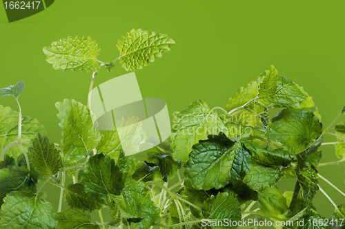 Image of Fresh green mint