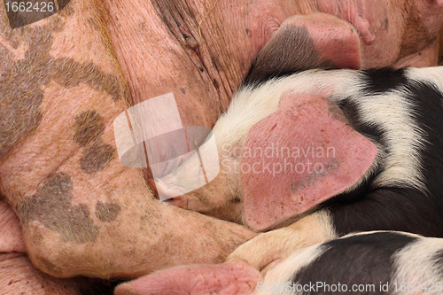 Image of piglets suckling their mother lying on the straw