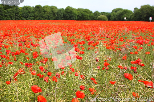 Image of Fields of poppies in spring in France