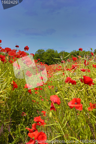 Image of Fields of poppies in spring in France