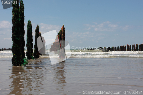 Image of mussel sea on the coast of opal in France Bouchot